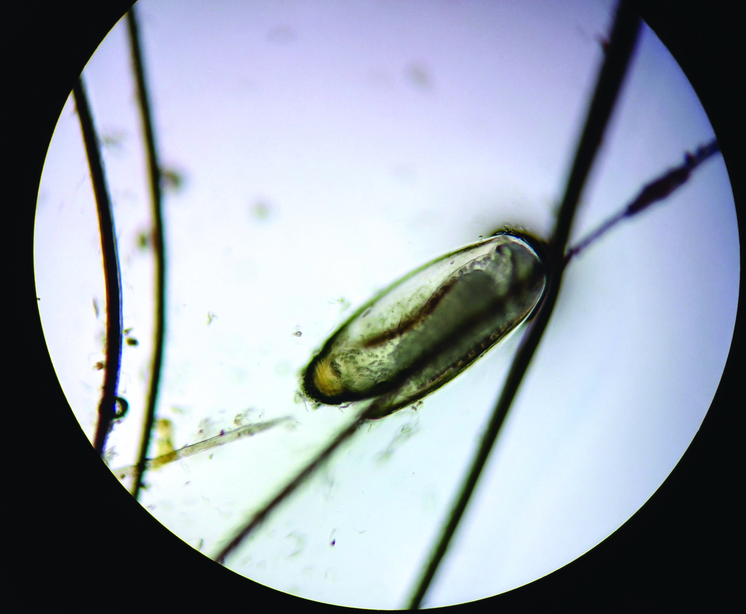 Pasożyty zewnętrzne najczęściej występujące u koni - rozpoznawanie ...