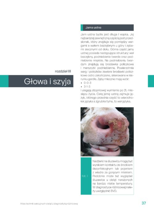 Atlas technik sekcyjnych cieląt - obrazek 3