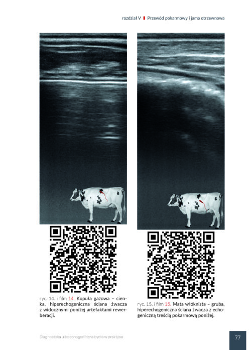 Diagnostyka ultrasonograficzna bydła - obrazek 5