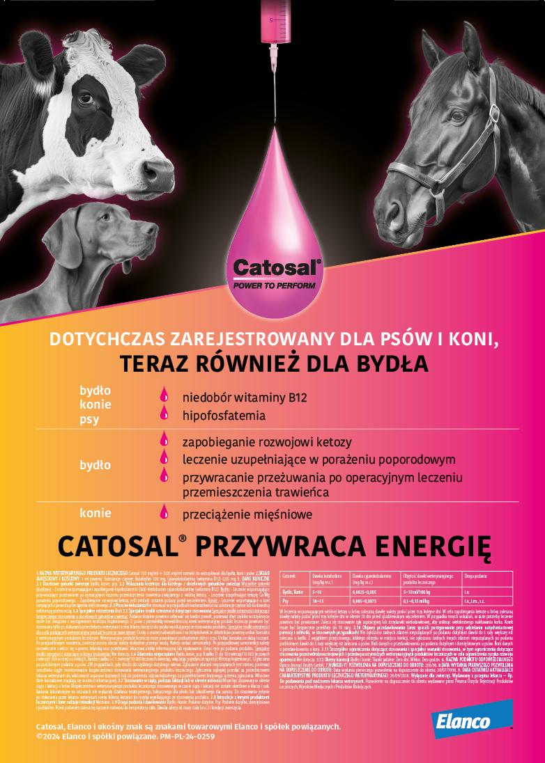 Zdjęcie w zajawce